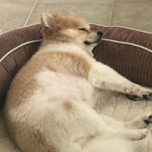 Meet your Posher, Shannon